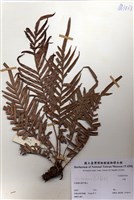 藏品(烏毛蕨)的圖片